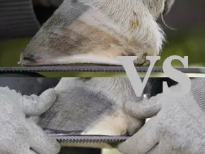 Mustang Roll en kwartierboogjes onder de loep
