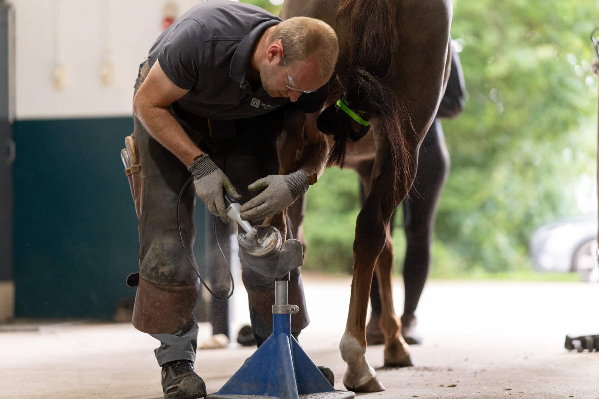 Paard